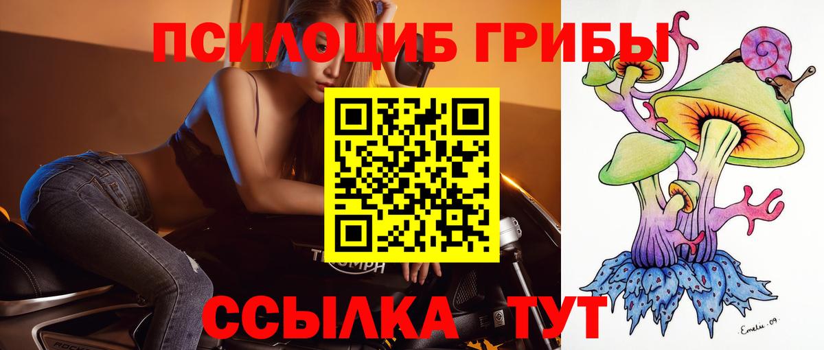 Псилоцибиновые грибы Psilocybe Вязники